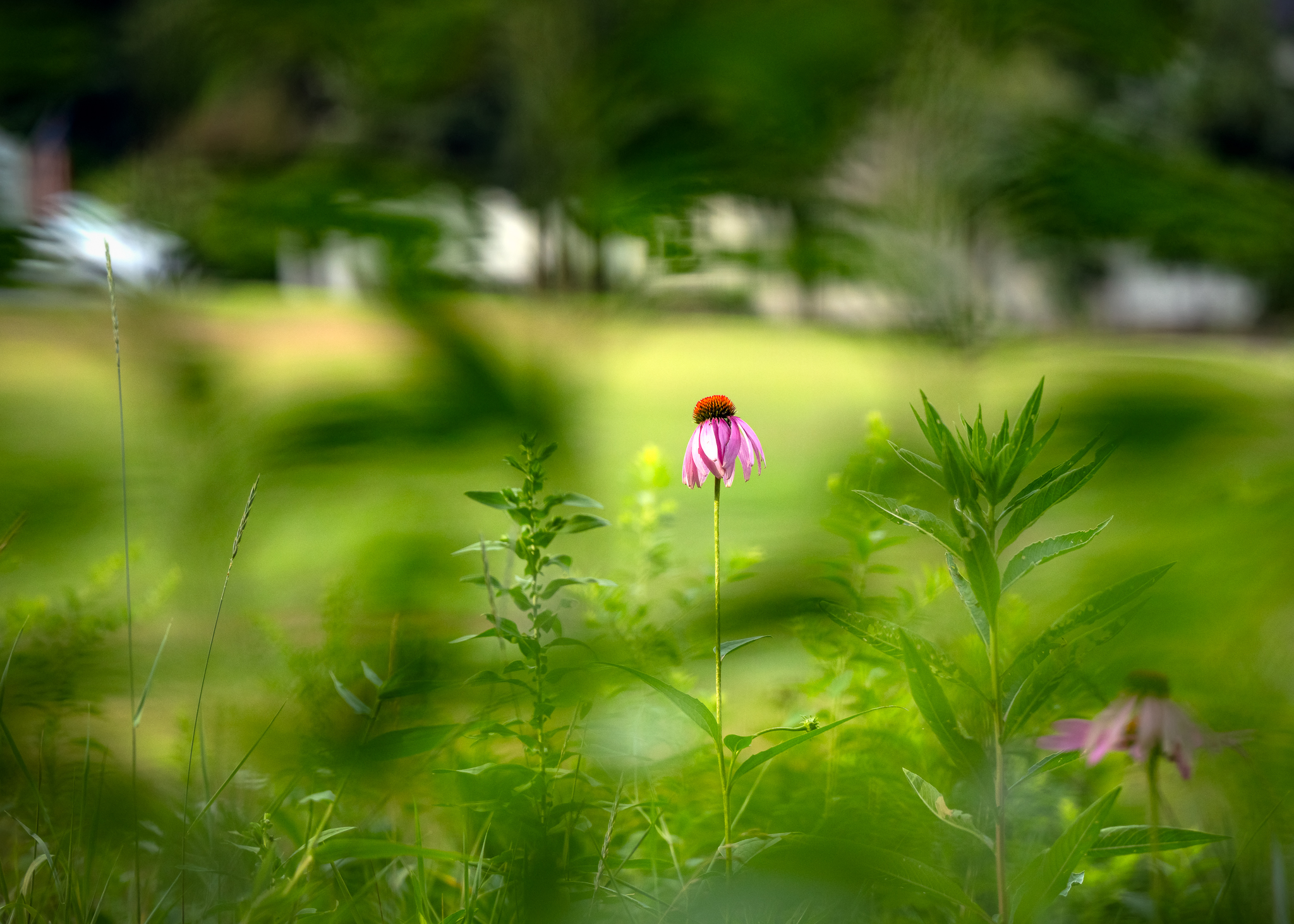 NEW-ACC-cornflower.jpg