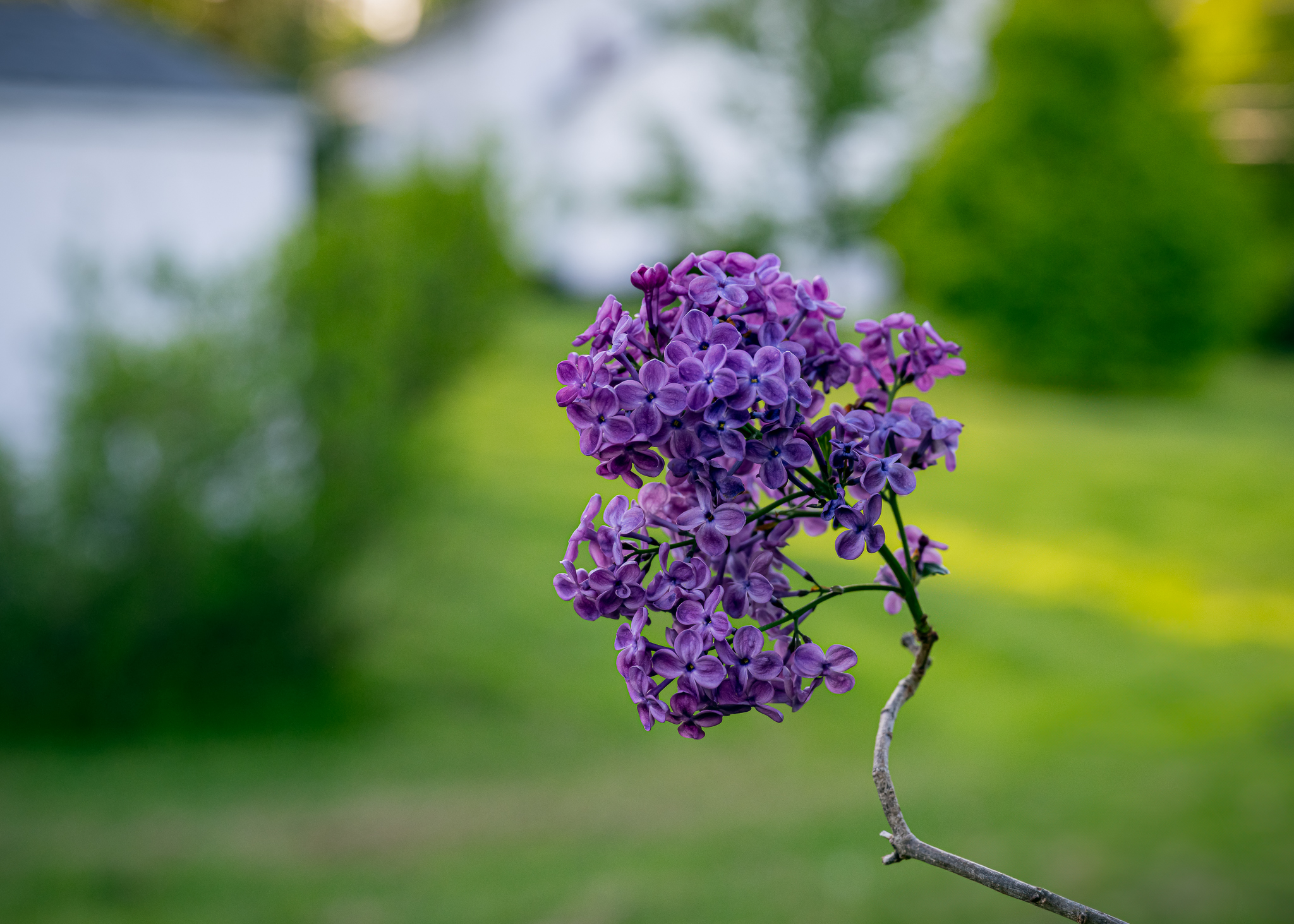OLD-Lilac.jpg